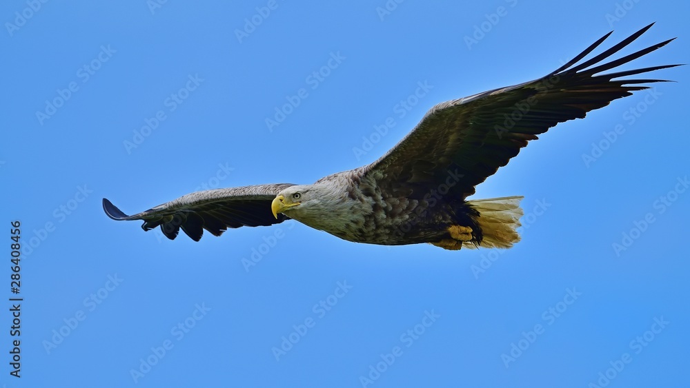 Fototapeta premium 青空バックに悠然と飛ぶオジロワシ成鳥の雄姿@北海道