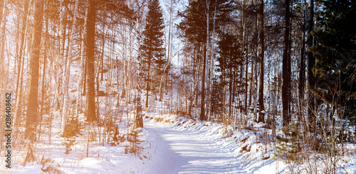 Trail in pine forest with snow and soft sunlight