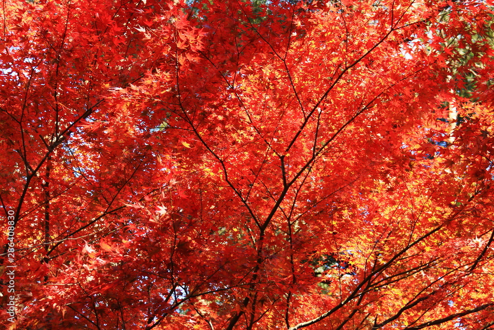 秋の伊豆修善寺　目に染む紅葉　