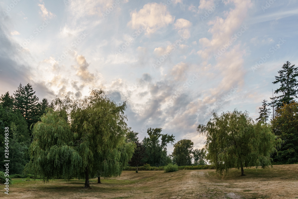 Obraz premium Summer landscape of green forest and meadow with large trees in the park cloudy sky.