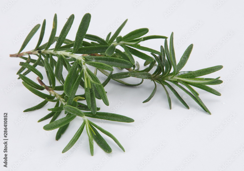 Fototapeta premium rozmaryn