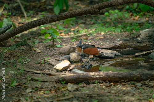 the cage bird playing water in a small pool inside the forest © Narong Niemhom