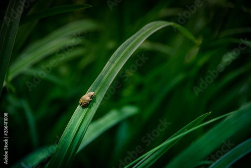 Small green frog resting on a daylily leaf in a summer garden