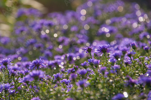 Natural beautiful garden blooming blue flower on blurred bright flower background. Concepts: beauty, autumn, sunny