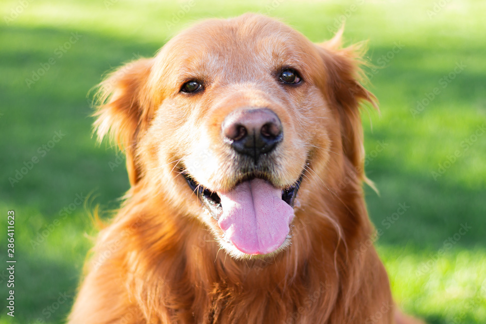 Perro Golden Retriever