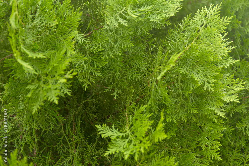 Green thuja branches with needles. Nature Christmas background. Evergreen coniferous tree. Green thuja branches with needles. Nature Christmas background. Evergreen coniferous tree.