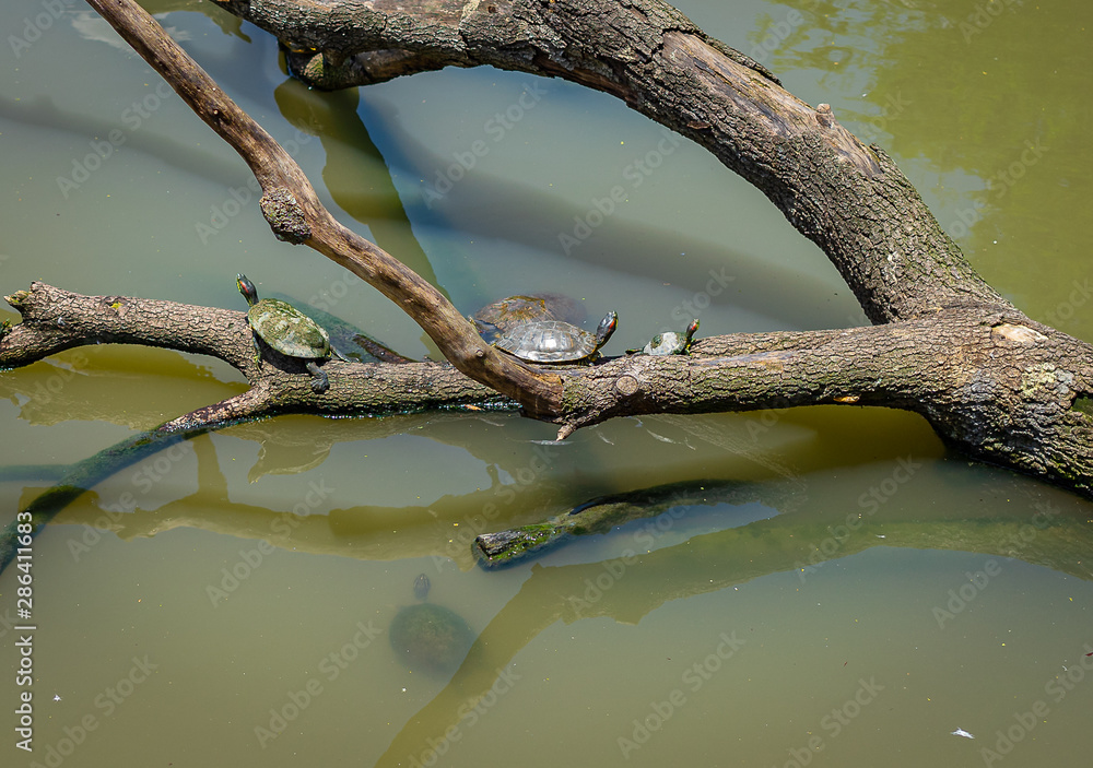 Fototapeta premium Turtles Sunning on Log