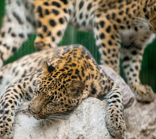 Adult male persian leopard  Panthera pardus saxicolor  sleeping in the daytime on the stones
