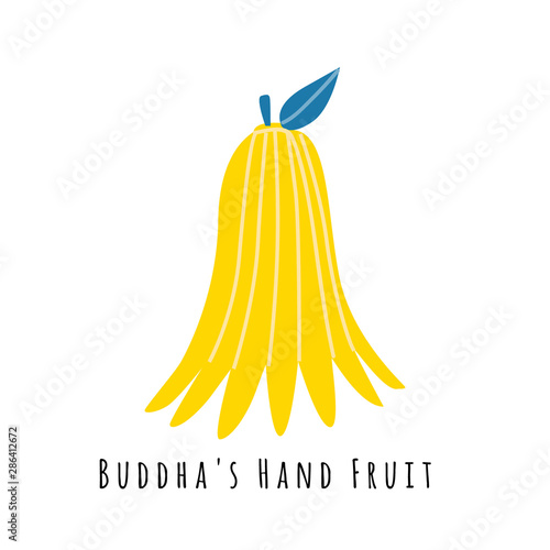 Buddhas fruit flat vector illustration