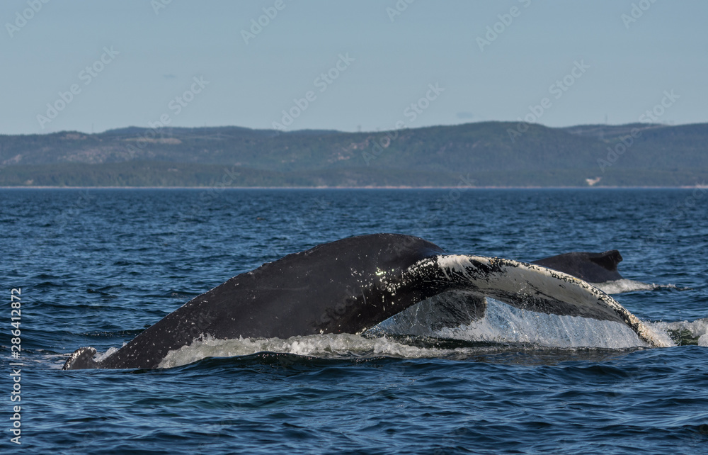 Obraz premium Whale watcing in the St-Laurence river