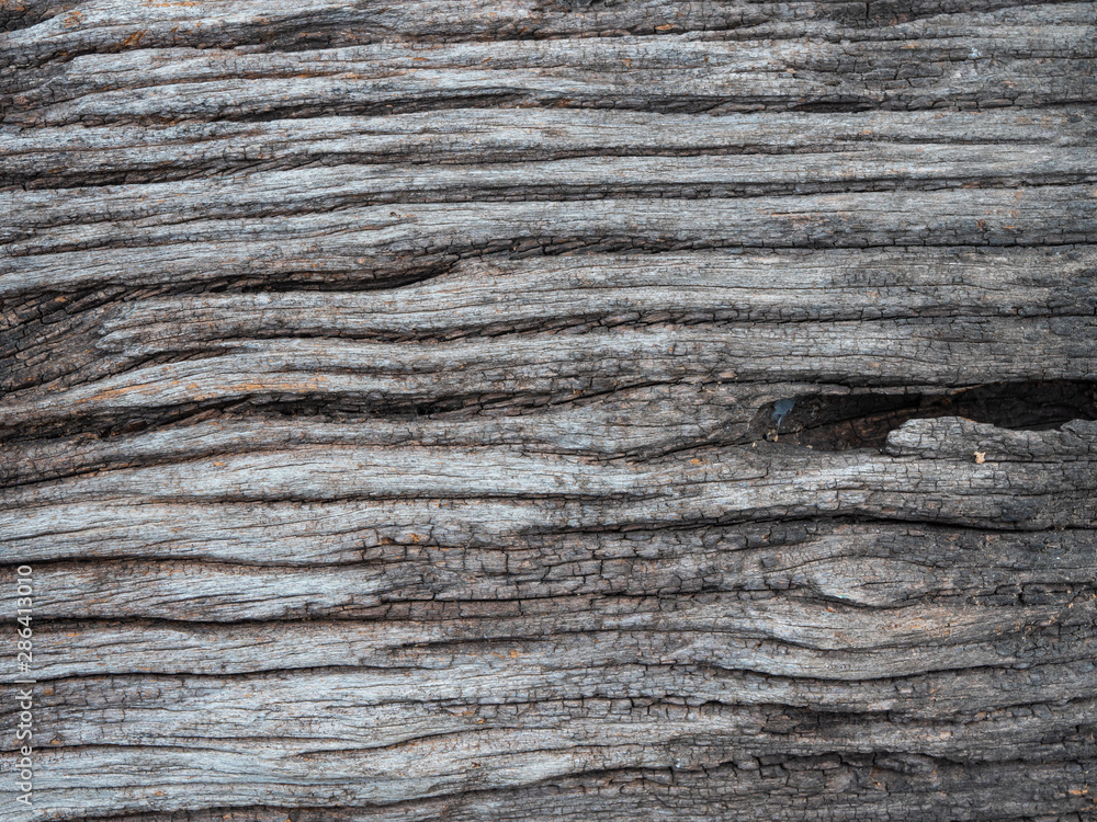 Fototapeta premium texture petrified wood