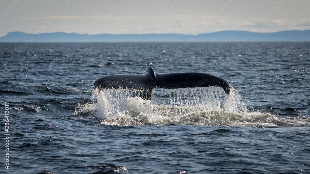 Fototapeta premium Whale watcing in the St-Laurence river