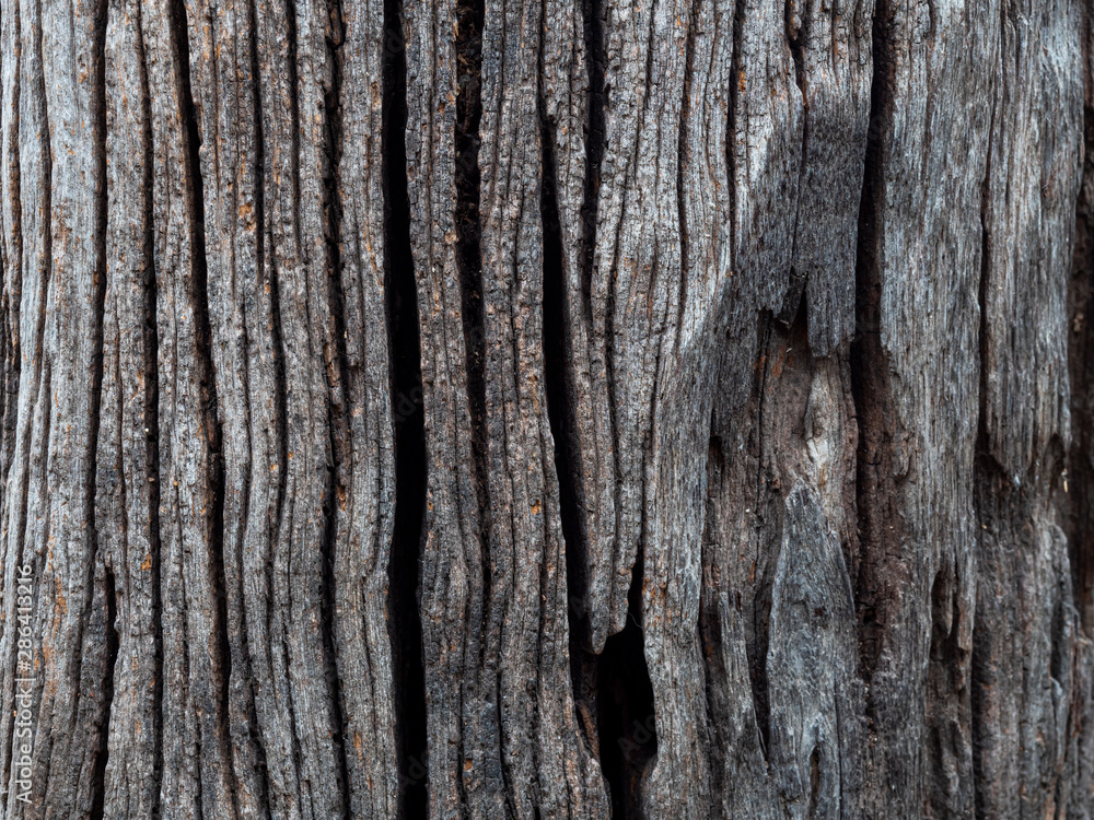 Obraz premium texture petrified wood