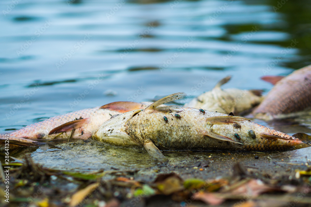 Flies are swarming fish floating dead in the lake. fish were died from polluted water.water pollution / waste water. Flies are swarming fish floating dead in the lake. fish were died from polluted water.water pollution / waste water.