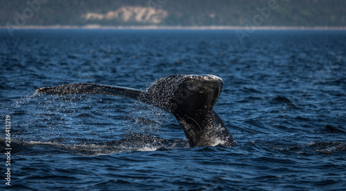 Whale watcing in the St-Laurence river © Manuel Lacoste
