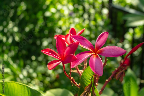 Wallpaper Mural Pink Plumeria Flowers in the Garden Torontodigital.ca
