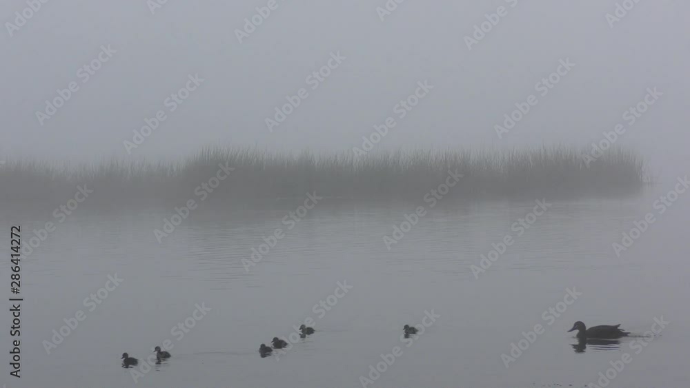 Foggy misty morning at river or lake, with eerie nature background of wetland trees and bush vegetation along shore.