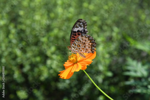 蝶とコスモスの花 