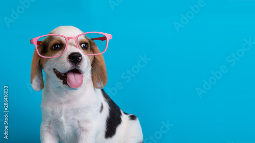 Cute of beagle clever puppy with pink large glasses,isolated on blue background. © kamonrat