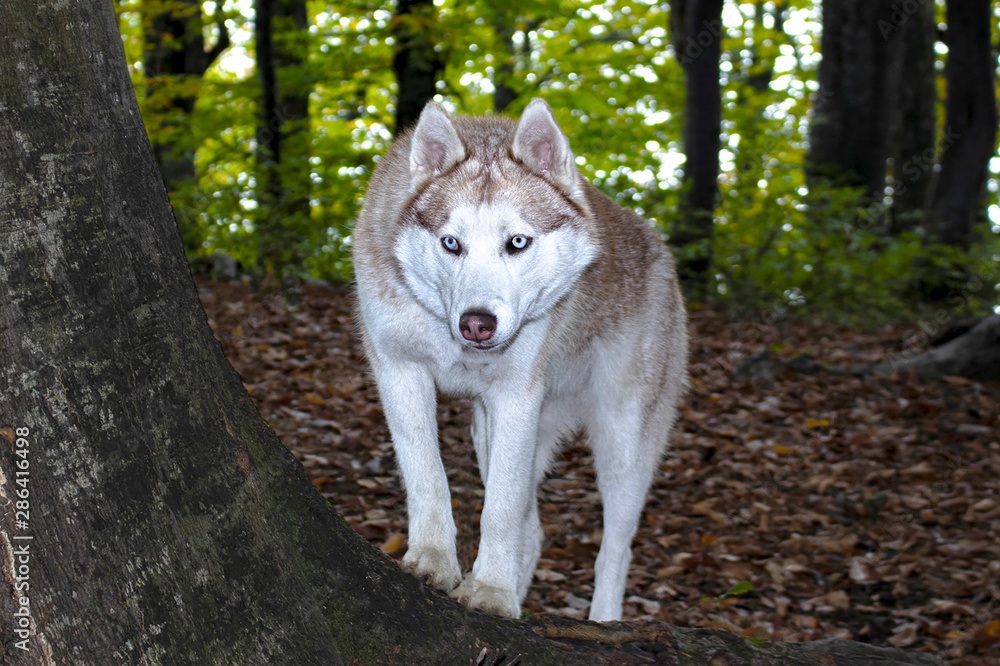 Obraz premium Husky dog.