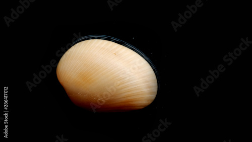 Fresh clam at the beach