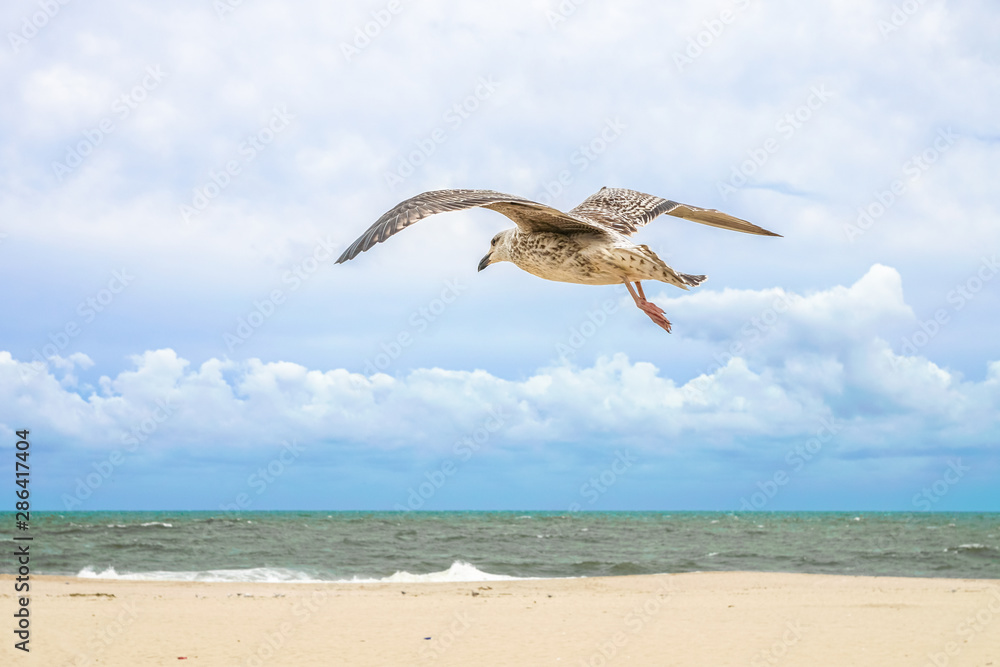 Naklejka premium Seagull Flying Over a Beach in New Jersey.