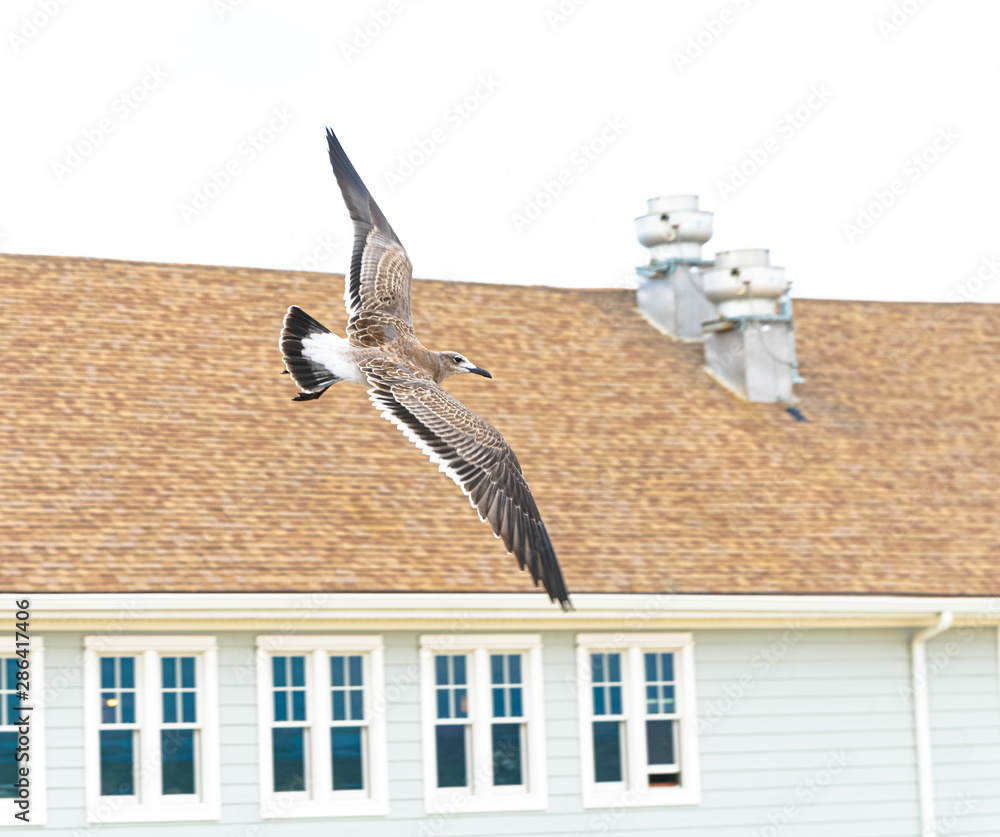 Seagull Flying Over a Beach in New Jersey. Seagull Flying Over a Beach in New Jersey.