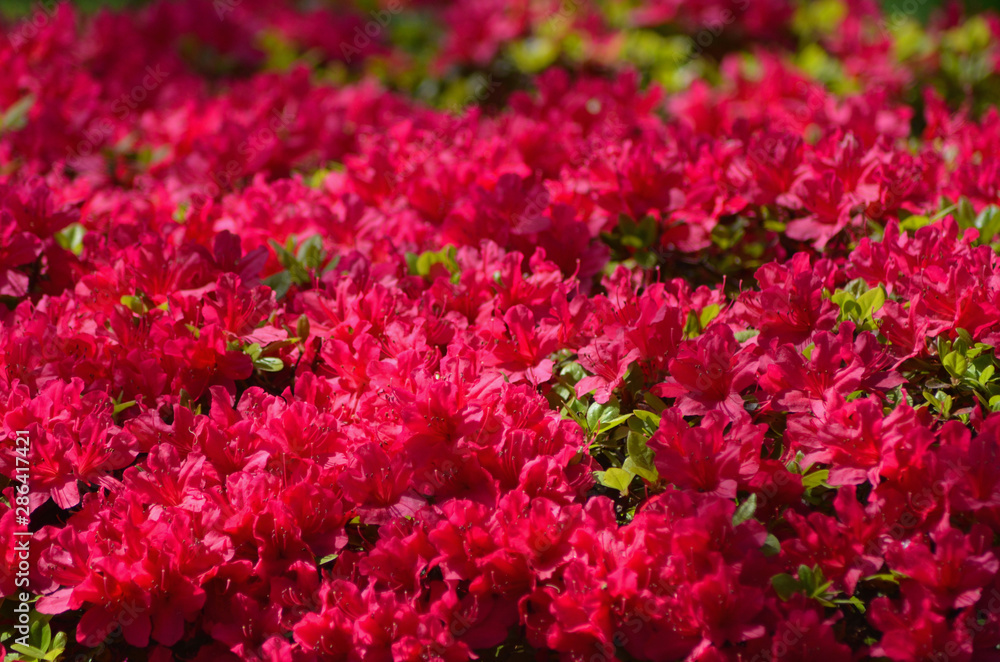 A cluster of azalea bushes are covered with green leaves and dark pink flowers. A cluster of azalea bushes are covered with green leaves and dark pink flowers.