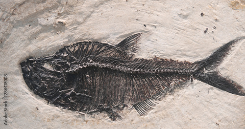 close up on fossil fish in the rock © nd700