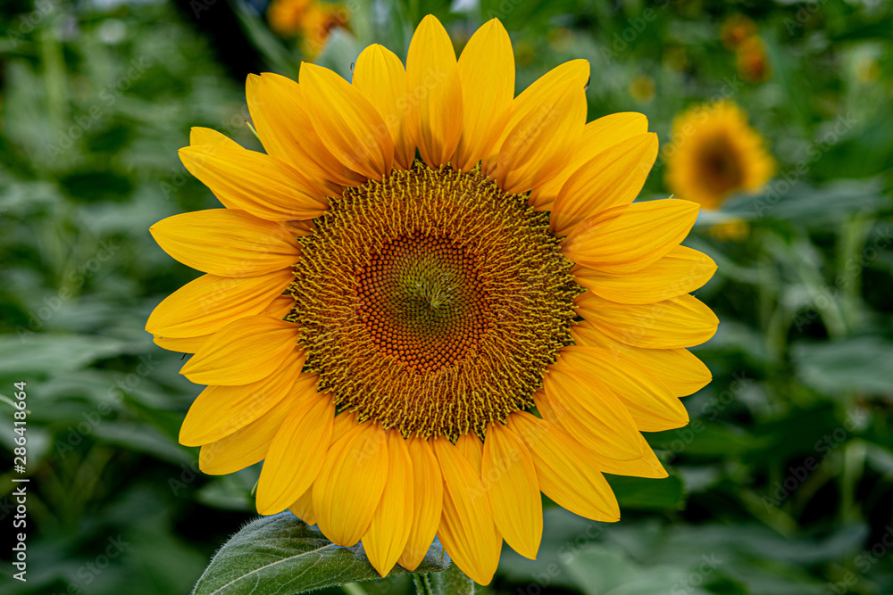 Obraz premium Sunflower