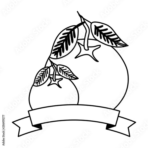 fresh oranges fruits with ribbon seal