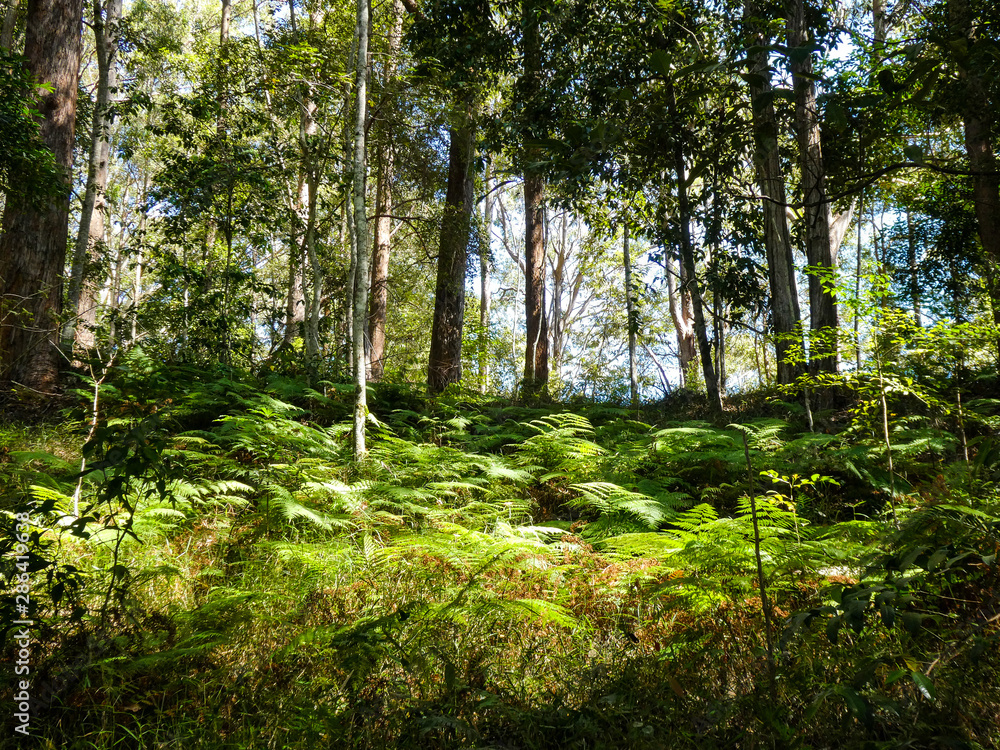 Obraz premium Lush tropical green foliage in the forest at the Maroochydore Botanic Gardens, Sunshine Coast, Queensland, with walking tracks and picnic areas