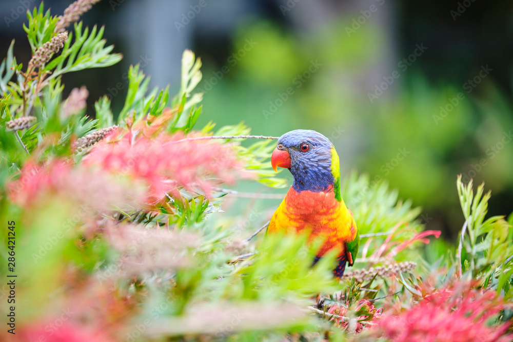 Naklejka premium Wild Rainbow Lorikeet in colourful bush eating