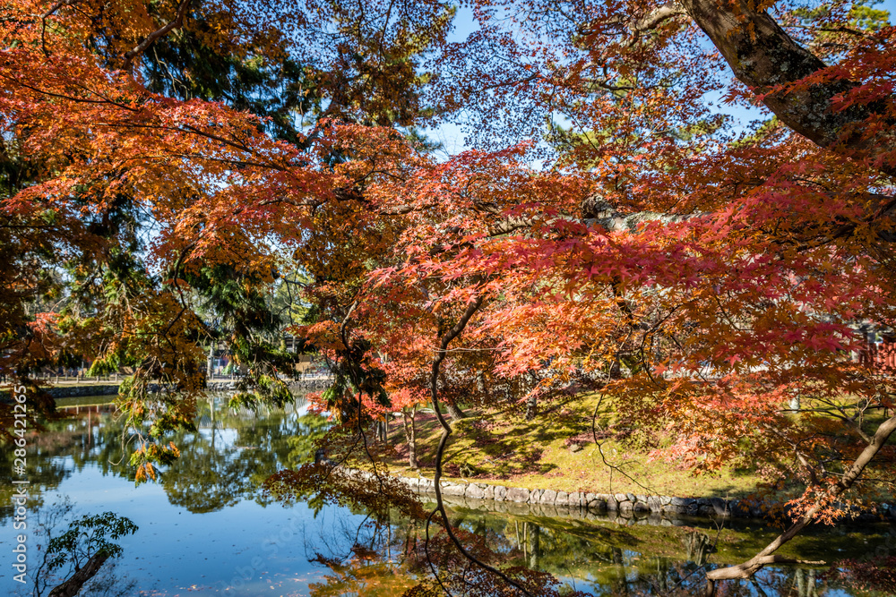 Japanese garden with red maple leaves covering half the view over a pond reflecting a clear blue sky Japanese garden with red maple leaves covering half the view over a pond reflecting a clear blue sky