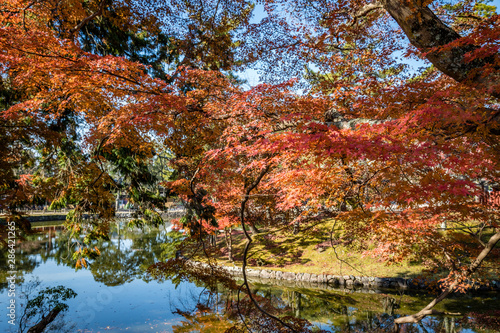 Japanese garden with red maple leaves covering half the view over a pond reflecting a clear blue sky