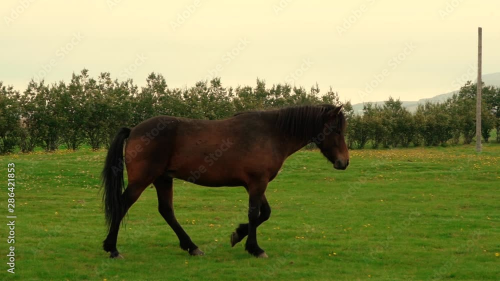 Shots of friendly icelandic horses at the farm. Shot on the Sony a7iii and Ronin S. Shots of friendly icelandic horses at the farm. Shot on the Sony a7iii and Ronin S.