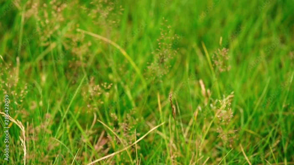 Beautiful slow motion shots of mushroom hit by the wind in grassy land. Shot on the Sony a7iii and Ronin S. Beautiful slow motion shots of mushroom hit by the wind in grassy land. Shot on the Sony a7iii and Ronin S.