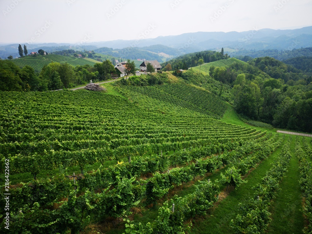 Weinwanderung, Wandern in den Weinbergen