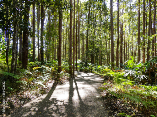 Lush tropical green foliage in the forest at the Maroochydore Botanic Gardens, Sunshine Coast, Queensland, with walking tracks and picnic areas