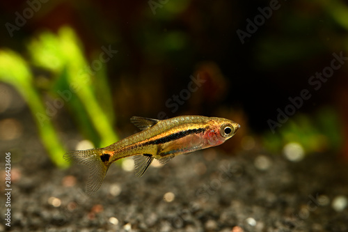 Boraras brigittae - A small nano fish in an aquarium. photo