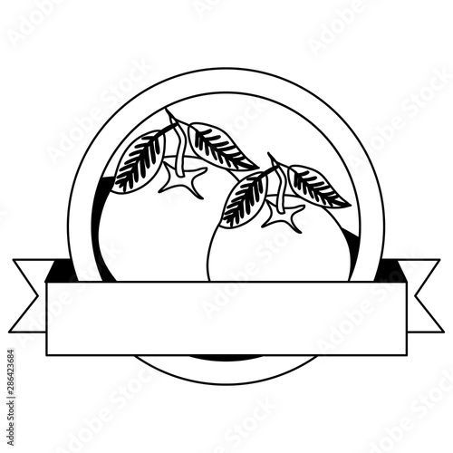 fresh oranges fruits with ribbon seal