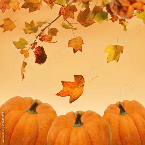 decorative pumpkins and leaves on orange background for halloween celebration