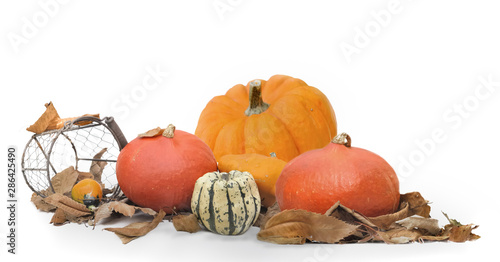 pumpkins and other squashes in leaves on white background