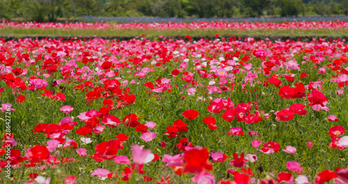Beautiful Pink Poppy flower field garden
