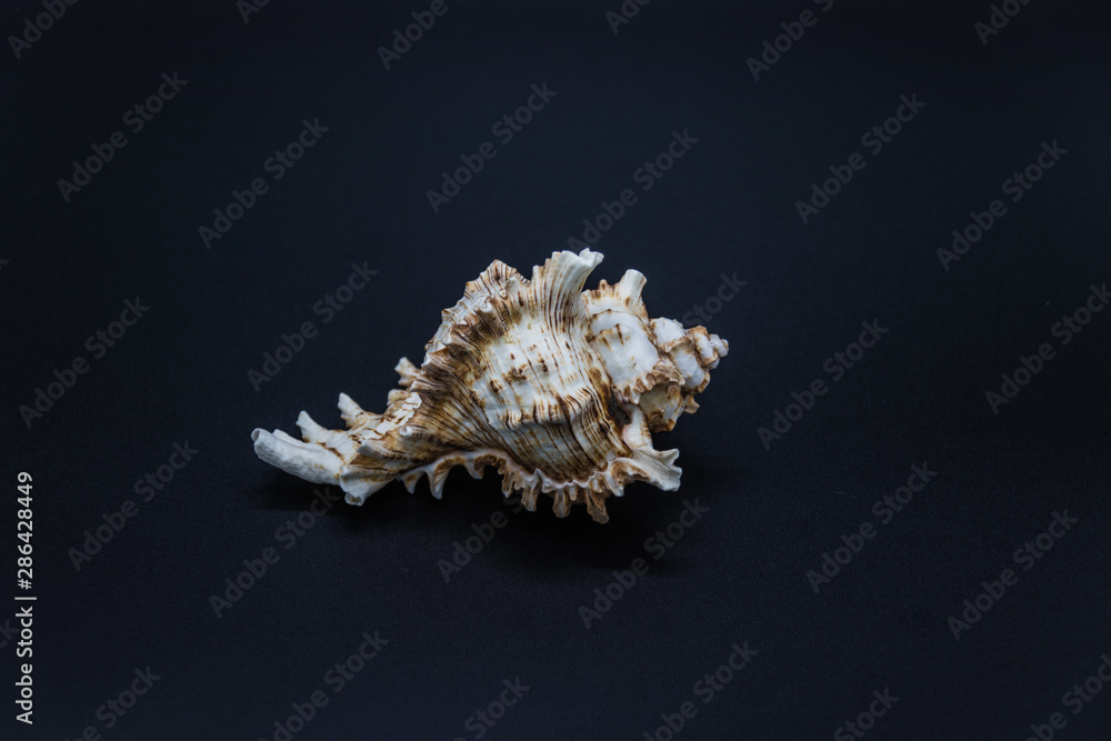 Shell of the predatory sea snails of family Muricidae, also known as murex snails or rock snails Shell of the predatory sea snails of family Muricidae, also known as murex snails or rock snails