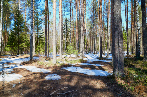 Fototapeta Naklejka Na Ścianę i Meble -  Pine forest in the beginning of spring under the snow. Winter landscape with trunk of pine trees in sunny day