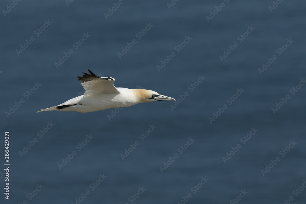 Obraz premium A beautiful Gannet, Morus bassanus, flying above the sea in the UK.