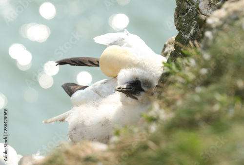 Fototapeta Naklejka Na Ścianę i Meble -  A cute Gannet chick, Morus bassanus, sitting on its nest on a ledge on a cliff in Yorkshire, UK. The parent bird can be seen sitting behind it preening.