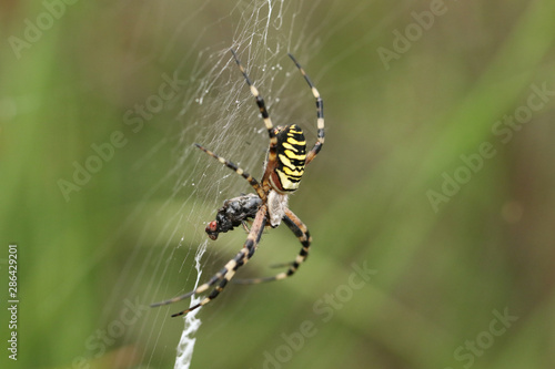 A beautiful Wasp Spider, Argiope bruennichi, eating a fly that has got caught in its web.