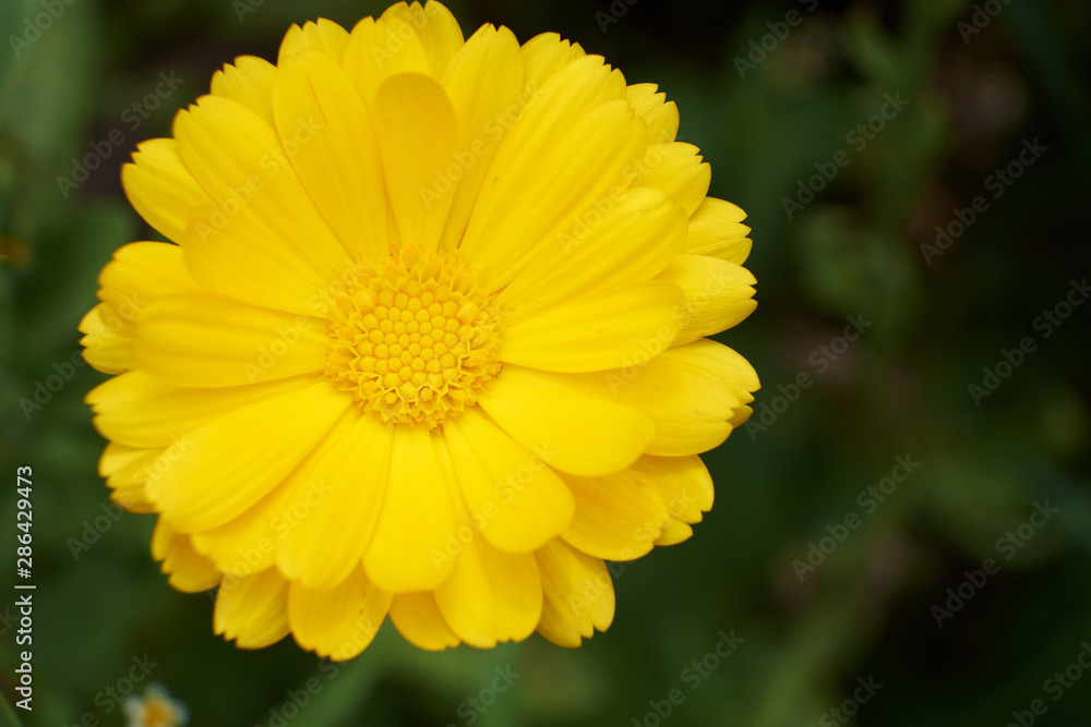 Amazing view of colorful yellow tulip flowering in the garden and green grass landscape under natural sunlight at sunny summer or spring day. Close up spring tulip flowers background in morning nature Amazing view of colorful yellow tulip flowering in the garden and green grass landscape under natural sunlight at sunny summer or spring day. Close up spring tulip flowers background in morning nature